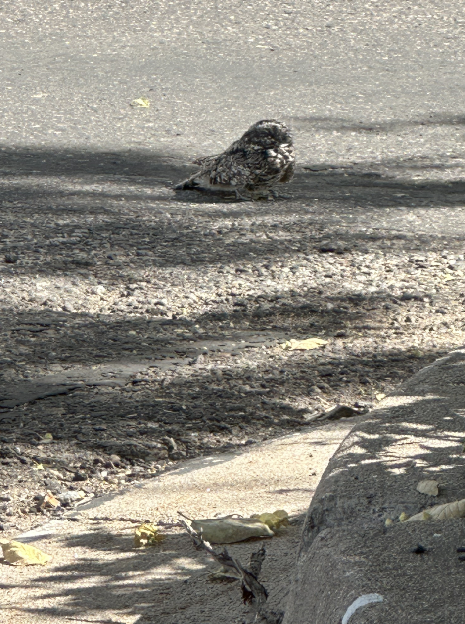 A Common Poorwill roosting on a sidwealk in Denver